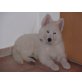 Weißer Schweizer Schäferhund Welpen - Hündin