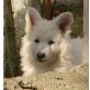 Weißer Schweizer Schäferhund Welpen - Hündin