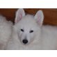 Weißer Schweizer Schäferhund Welpen - Rüde