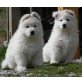 Weißer Schweizer Schäferhund Welpen - Rüde