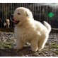Weißer Schweizer Schäferhund Welpen - Rüde