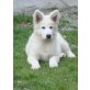 Weißer Schweizer Schäferhund Welpen - Rüde