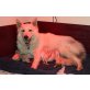 Weißer Schweizer Schäferhund Welpen - Rüde