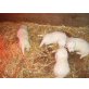Weißer Schweizer Schäferhund Welpen - Rüde