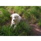 Weißer Schweizer Schäferhund Welpen - Rüde