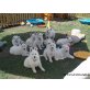 ..., Weißer Schweizer Schäferhund Welpen - Rüde