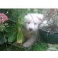 Weißer Schweizer Schäferhund Welpen - Rüde