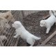 Weißer Schweizer Schäferhund Welpen - Rüde