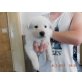 Weißer Schweizer Schäferhund Welpen - Rüde