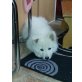 Weißer Schweizer Schäferhund Welpen - Rüde