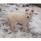 Weißer Schweizer Schäferhund Welpen - Rüde