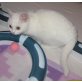 Weisses männliches BKH Kitten, Britisch Kurzhaarkatze - Kater