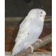 Wellensittich