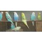 Wellensittich - weiblich