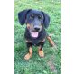 Welpe 4 Monate/5kg sucht neues Körbchen - Hündin