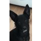 Welpe, 4 Monate/7kg, sucht neues Zuhause - Rüde