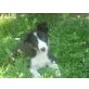 Welpe, Border-Collie Welpen - Rüde