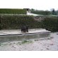 Welpe, Deutscher Schäferhund Schwarzer langhaariger Schlag Welpen - Rüde