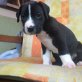 Welpe, Dogo Argentino X Cane Corso - Hündin