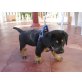 Welpe Jack, Dackel-Rottweiler-Mix, geb. 01.09 Welpen - Rüde