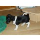 Welpe, Jack-Russell-Terrier Welpen - Hündin