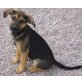 Welpe JellyBean (Rüde) noch so klein, aber oh Welpen - Rüde