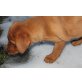 Welpe, Labrador Retriever Welpen - Hündin