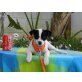 Welpe Nutella, Jack Russel u. ?? Welpen - Hündin