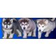 Welpen, Alaskan Malamute Welpen - Hündin