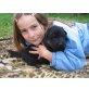 Welpen, Altdeutsche Schäferhunde Welpen - Rüde