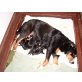Welpen, Appenzeller Sennenhund Welpen - Rüde