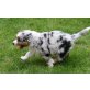 Welpen, Australian Shepherd Dog Welpen - Hündin