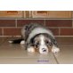 Welpen, Australian Shepherd Dog Welpen - Hündin