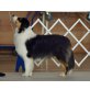 Welpen, Australian Shepherd Dog Welpen - Hündin