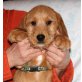 Welpen, Beagle-Labrador-Schnauzer - Rüde