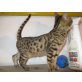 Welpen, Bengalkatze - Kater