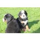 Welpen, Berner Sennenhund Welpen - Rüde