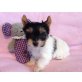 Welpen, Biewer Yorkshire Terrier a la pon pom Welpen - Rüde