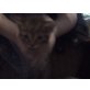 Welpen, Birtische kurzhaar - Katze
