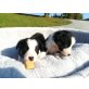 Welpen, Border-Collie - Hündin