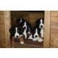 Welpen, Bordercollie-Sennenhund Welpen - Hündin