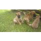 Welpen, Bullmastiff Welpen - Hündin