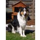 Welpen, Collie Welpen - Rüde