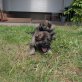 Welpen, Deutscher Schäferhund Welpen - Hündin