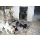 Welpen, Deutscher Schäferhund Welpen - Rüde