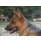 Welpen, Deutscher Schäferhund Welpen - Rüde