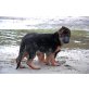 Welpen, Deutscher Schäferhund Welpen - Rüde
