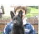 Welpen, Deutscher Schäferhund Welpen - Rüde