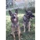 Welpen , Deutscher Schäferhund Welpen - Rüde