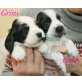 Welpen, Englischer Cockerspaniel Welpen - Rüde